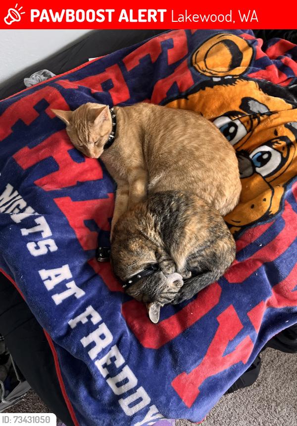 Lost Female Cat last seen The james apmts! we think she got out during the storm :(, Lakewood, WA 98499