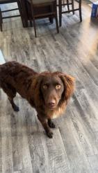 Found/Stray Male Dog last seen Near neighborhood sign, King, NC 27021