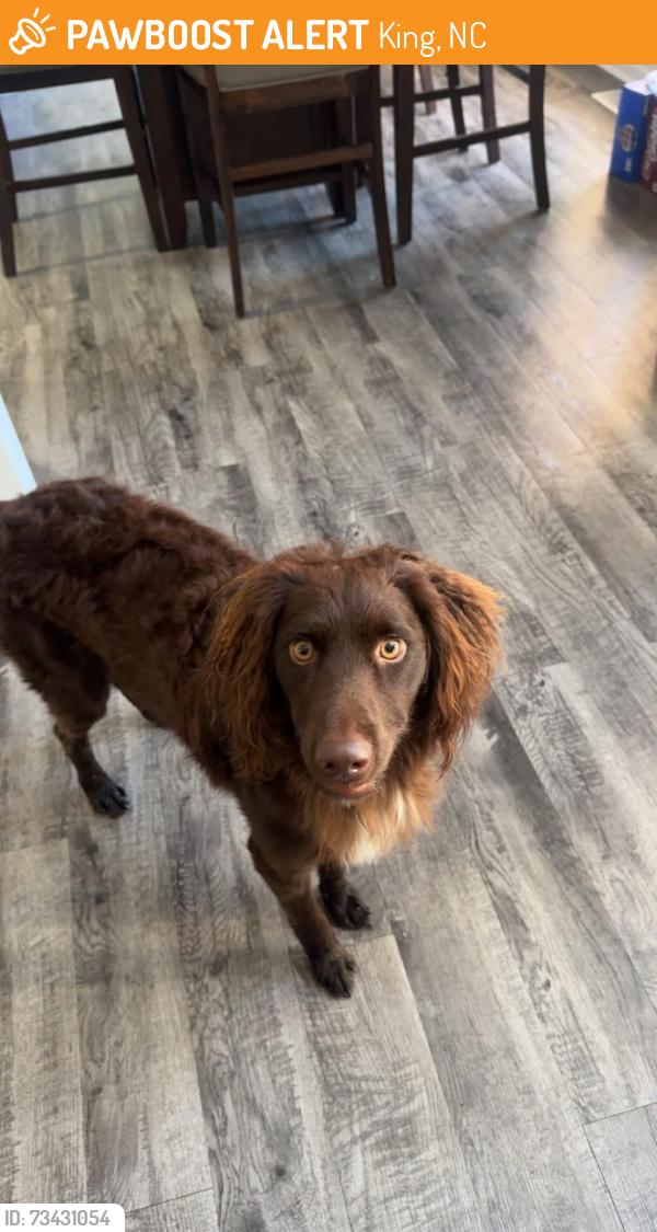 Found/Stray Male Dog last seen Near neighborhood sign, King, NC 27021