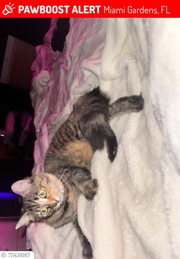 Lost Female Cat last seen 209th, Miami Gardens, FL 33056