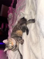 Lost Female Cat last seen 209th, Miami Gardens, FL 33056