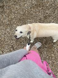 Lost Female Dog last seen 33rd and Rankin, Edmond, OK 73013