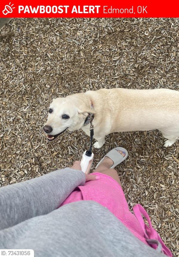Lost Female Dog last seen 33rd and Rankin, Edmond, OK 73013