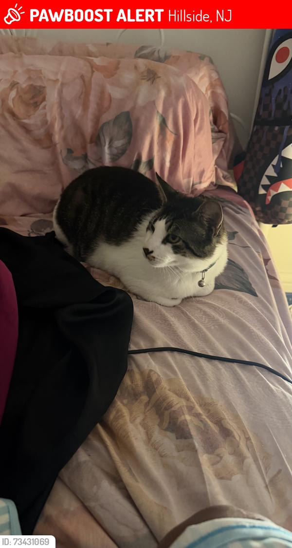 Lost Male Cat last seen florence ave, Hillside, NJ 07205