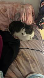 Lost Male Cat last seen florence ave, Hillside, NJ 07205