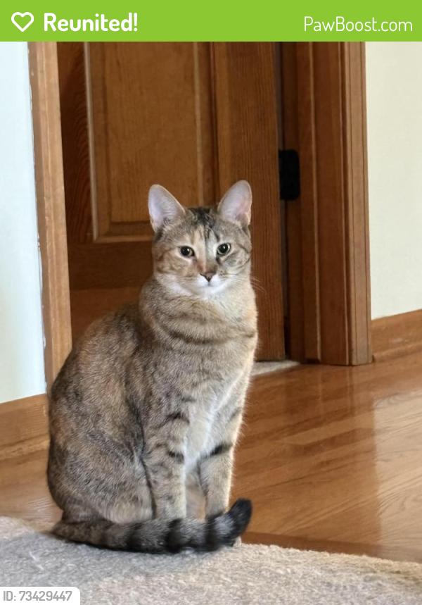 Reunited Female Cat last seen Near Breckenridge Lane, at the backyard, Naperville, IL 60565