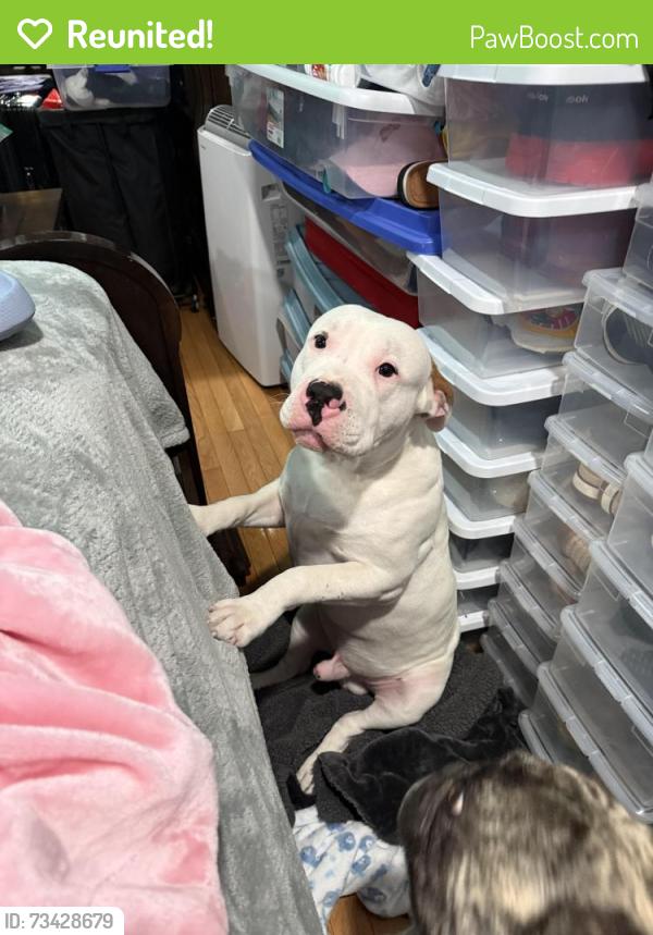 Reunited Male Dog last seen Levick & Bingham, Philadelphia, PA 19111