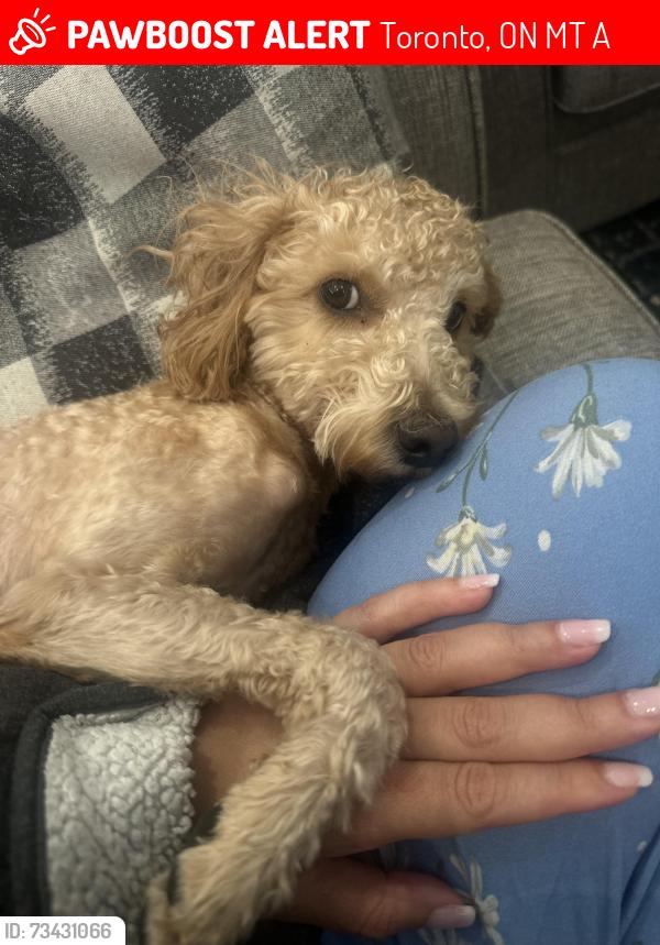 Lost Male Dog last seen Around home carbob, Toronto, ON M1T 0A2
