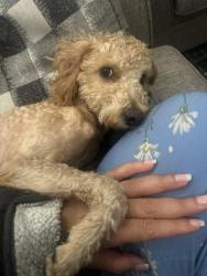 Lost Male Dog last seen Around home carbob, Toronto, ON M1T 0A2