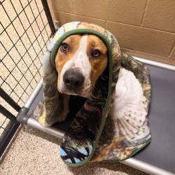 Shelter Stray Male Dog last seen , 825 W Jefferson St, Tipton, IN 46072, USA