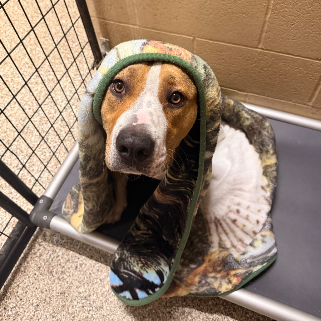 Shelter Stray Male Dog last seen , 825 W Jefferson St, Tipton, IN 46072, USA