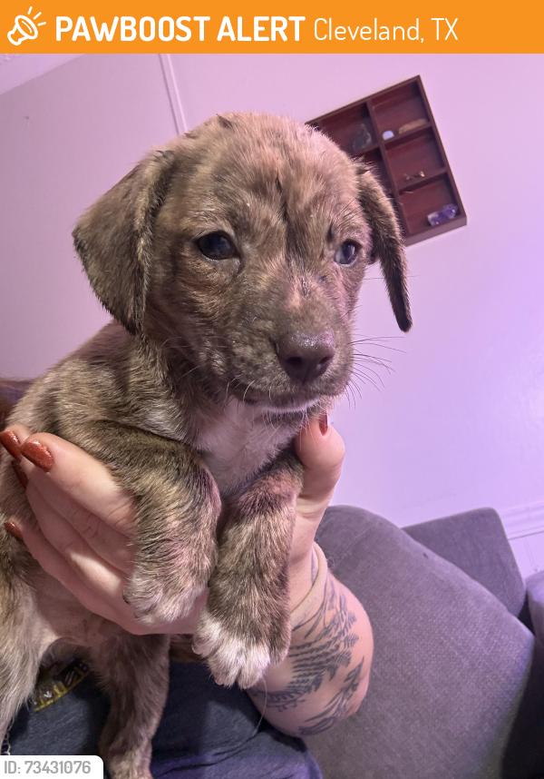Found/Stray Male Dog last seen End of the culdasac, Cleveland, TX 77327