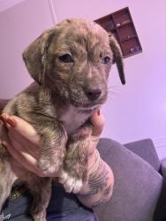 Found/Stray Male Dog last seen End of the culdasac, Cleveland, TX 77327
