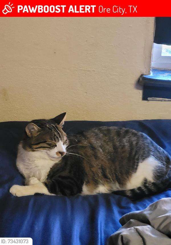 Lost Male Cat last seen Newsom's, Ore City, TX 75683