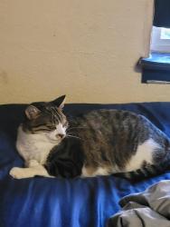 Lost Male Cat last seen Newsom's, Ore City, TX 75683