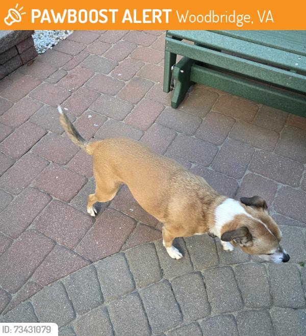 Found/Stray Male Dog last seen Southgate Ct and Springbrook Ct, Woodbridge, VA 22193
