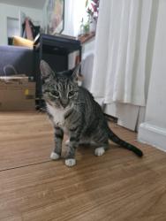 Found/Stray Female Cat last seen Rockaway beach Blvd and beach 66st, Queens, NY 11692