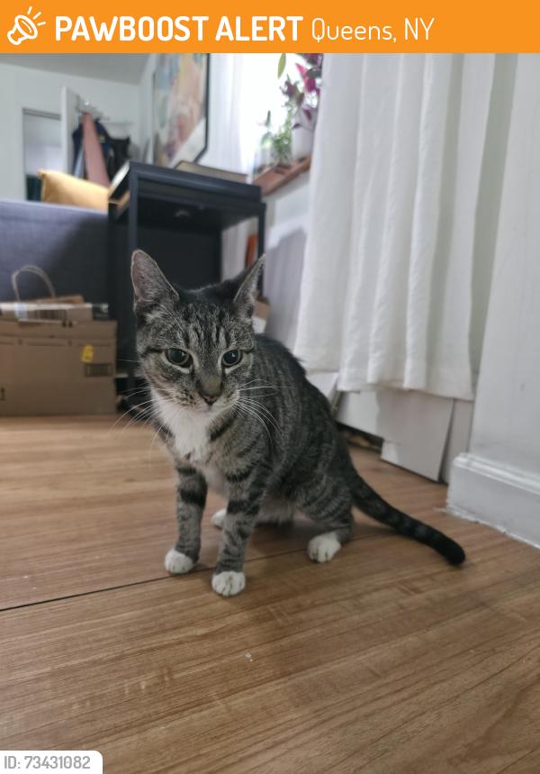Found/Stray Female Cat last seen Rockaway beach Blvd and beach 66st, Queens, NY 11692