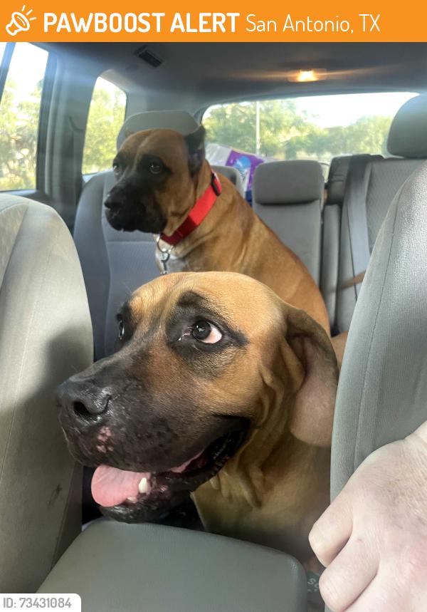 Found/Stray Female Dog last seen Braun rd heading toward bandera rd, San Antonio, TX 78254