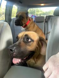 Found/Stray Female Dog last seen Braun rd heading toward bandera rd, San Antonio, TX 78254