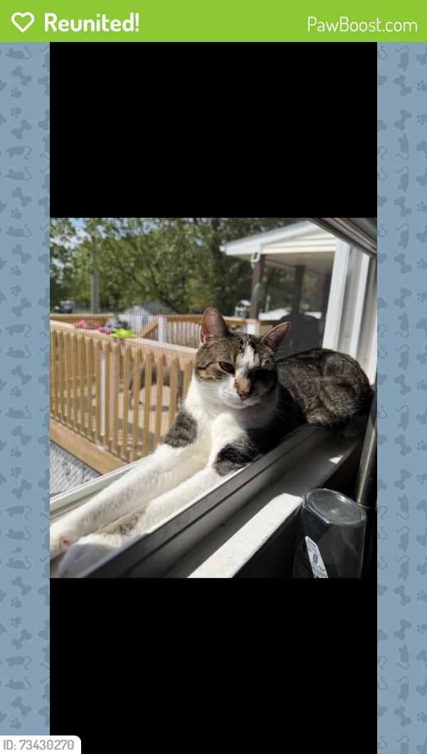 Reunited Male Cat last seen Blue gate lane, Sinking Spring, PA 19608