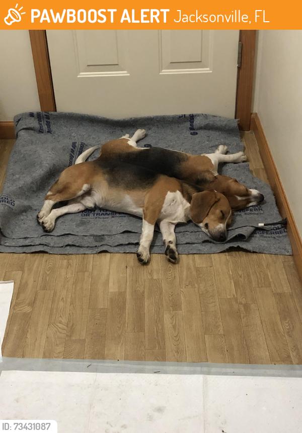 Found/Stray Male Dog last seen Camp Milton Lane, Jacksonville, FL 32220