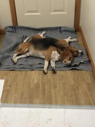 Found/Stray Male Dog last seen Camp Milton Lane, Jacksonville, FL 32220