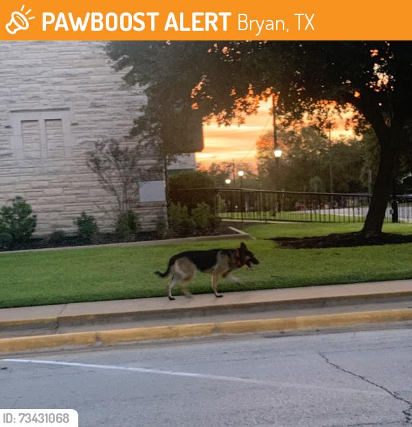 Found/Stray Unknown Dog last seen E. William Joel Bryan, Bryan, TX 77803