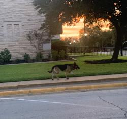 Found/Stray Unknown Dog last seen E. William Joel Bryan, Bryan, TX 77803
