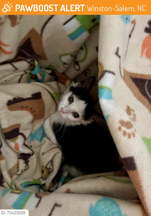 Found/Stray Male Cat last seen Ohenrys, Winston-Salem, NC 27106