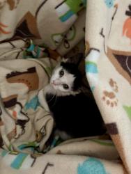 Found/Stray Male Cat last seen Ohenrys, Winston-Salem, NC 27106