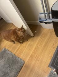 Lost Male Cat last seen Ellinwood, Pleasant Hill, CA 94523
