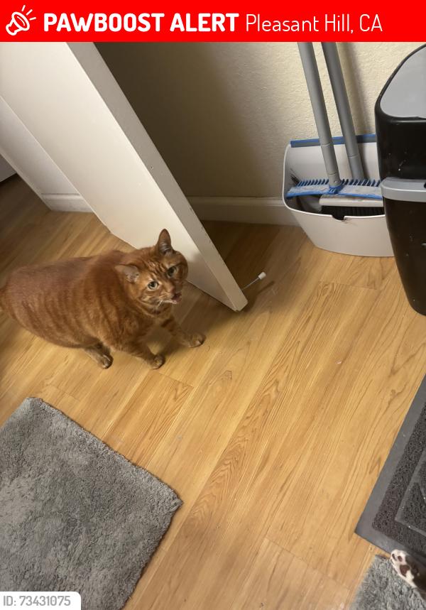 Lost Male Cat last seen Ellinwood, Pleasant Hill, CA 94523
