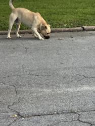 Found/Stray Male Dog last seen S 10th St and Florida St near park, Fort Pierce, FL 34950