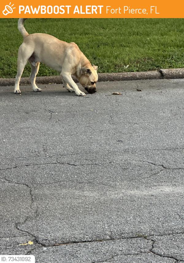 Found/Stray Male Dog last seen S 10th St and Florida St near park, Fort Pierce, FL 34950