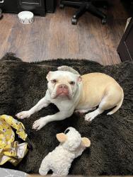 Found/Stray Female Dog last seen Timbersound apmts, Orlando, FL 32811