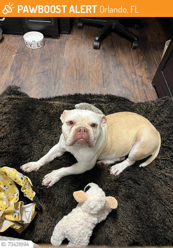 Found/Stray Female Dog last seen Timbersound apmts, Orlando, FL 32811