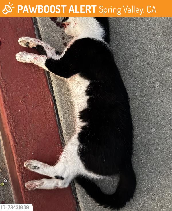 Found/Stray Female Cat last seen Intersection of N Cordoba Ave and San Juan St, Spring Valley, CA 91977