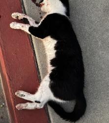 Found/Stray Female Cat last seen Intersection of N Cordoba Ave and San Juan St, Spring Valley, CA 91977