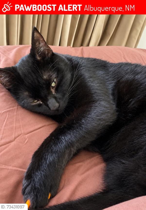 Lost Male Cat last seen Montaño and San ildefonso, Albuquerque, NM 87120
