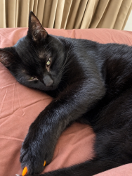 Lost Male Cat last seen Montaño and San ildefonso, Albuquerque, NM 87120