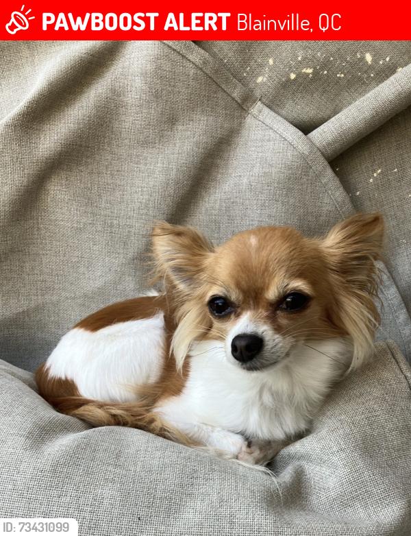 Lost Female Dog last seen Rue Marie Antoinette et rue Joyal, Blainville, QC 