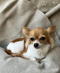 Lost Female Dog last seen Rue Marie Antoinette et rue Joyal, Blainville, QC 