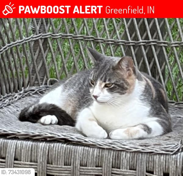 Lost Female Cat last seen N 300 E & E 600 N, Greenfield, IN 46140
