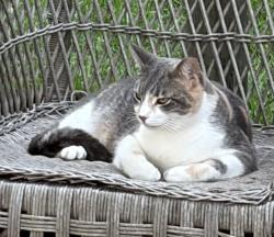 Lost Female Cat last seen N 300 E & E 600 N, Greenfield, IN 46140