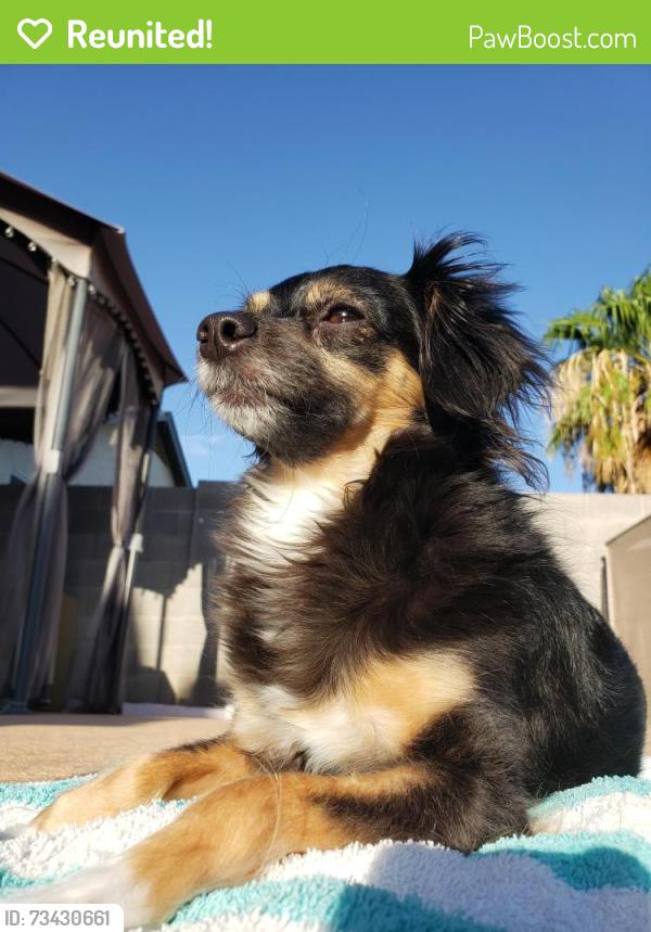Reunited Female Dog last seen Near Frontier Elementary N 81st Ave, Peoria, AZ 85382