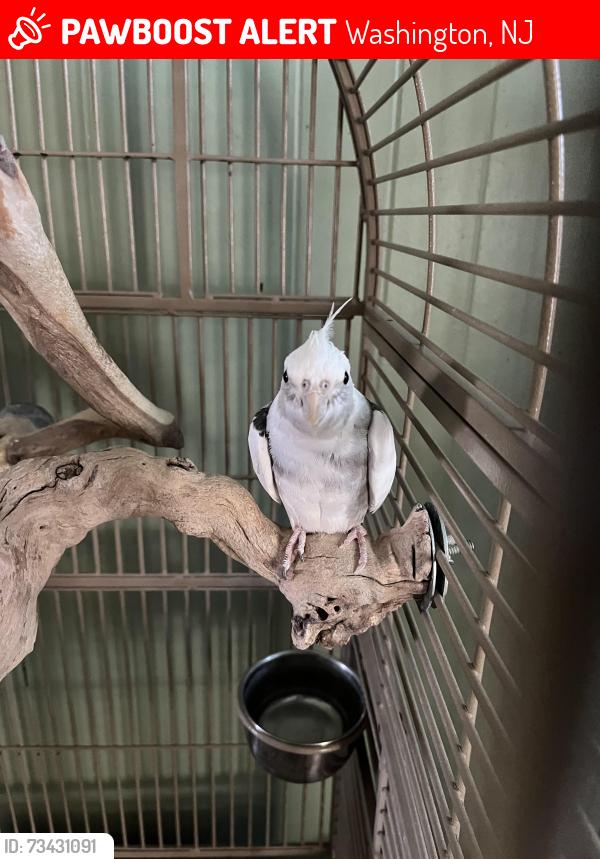 Lost Unknown Bird last seen N. Pickel and Short, Washington, NJ 07882