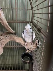 Lost Unknown Bird last seen N. Pickel and Short, Washington, NJ 07882
