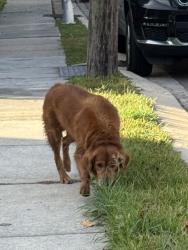 Found/Stray Unknown Dog last seen Harrison Ave, New Orleans, LA 70124