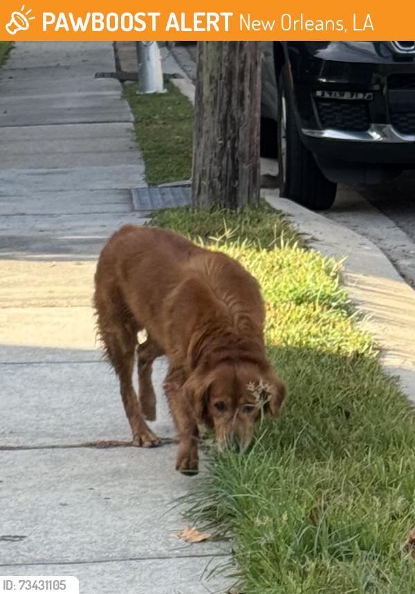 Found/Stray Unknown Dog last seen Harrison Ave, New Orleans, LA 70124